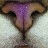 Lidia