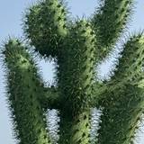 Dorino