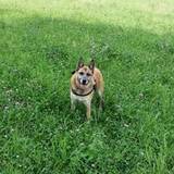 Gessica