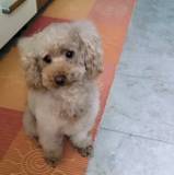 Chierchia