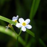 Flavia