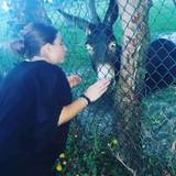 Gatto