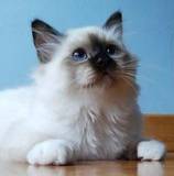 Tania