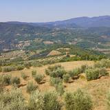 Ginevra