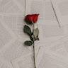 Rossella