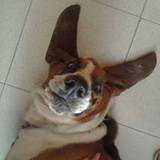 Fut