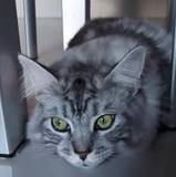 Valentina
