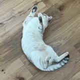 Luca