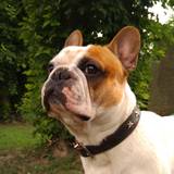 Luca