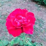 MARTINA