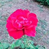 MARTINA