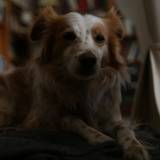 Enrico