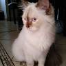 Concetta