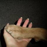 Sirdog