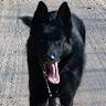 Drago