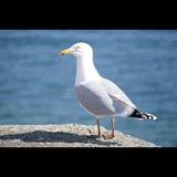 Andrea