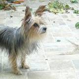 Benedetta