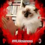 Cusumano