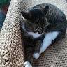 Alessandra