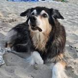 Azzurra
