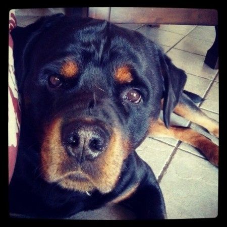 Consiglio razza cane!!!!!! 1