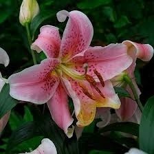 Lilium