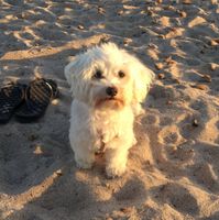 Convivenze pelose!🐶🐱🐹🐰 - 1