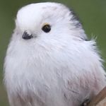 Cassandra