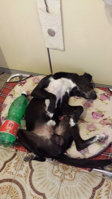 Too cute: i vostri amici animali - 0
