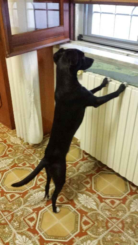 Consiglio cucciolo - 1