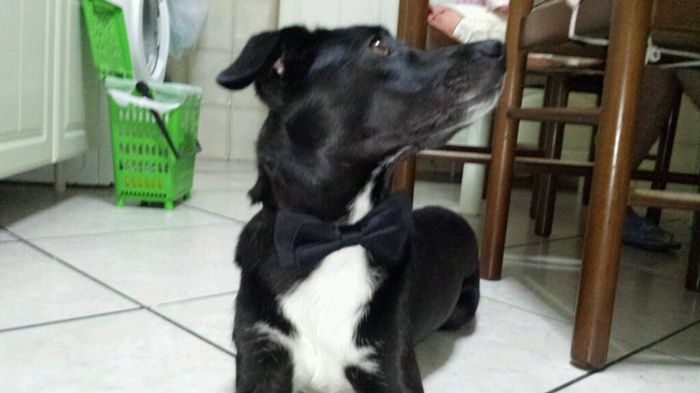 Per i nostri "cuccioli" a 4 zampe - 1