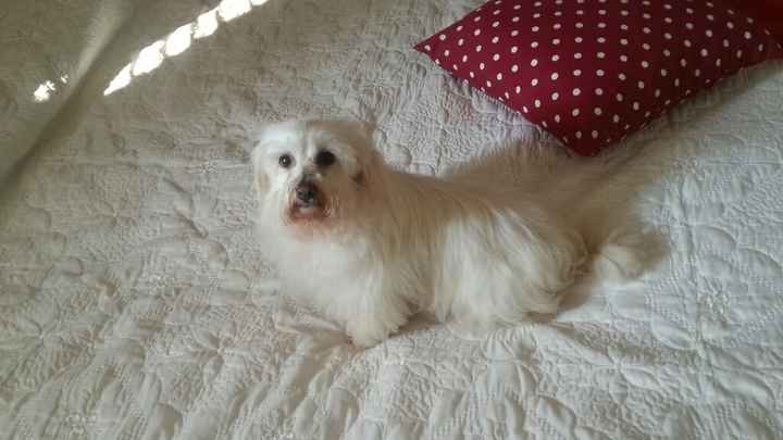 I nostri amici a 4 zampe - 1