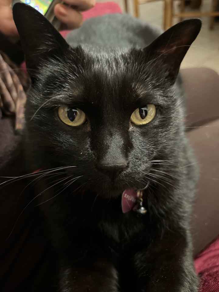 Luna di miele con animali domestici: sì o no? - 1