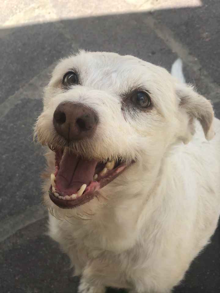 Luna di miele con animali domestici: sì o no? - 2