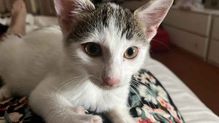 Luna di miele con animali domestici: sì o no? - 3