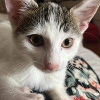 Luna di miele con animali domestici: sì o no? - 3