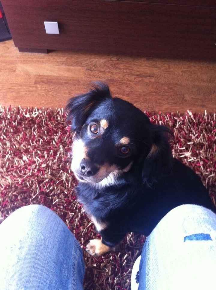 I nostri amici animali - 1