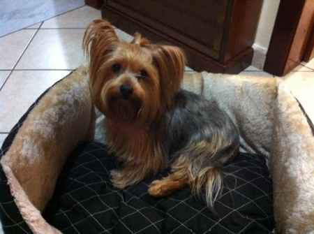 Le foto dei vostri animali - 1