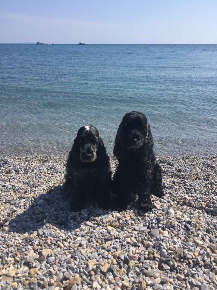 Pelosi alla riscossa! :) chi portera' il suo amico peloso al matrimonio? - 1