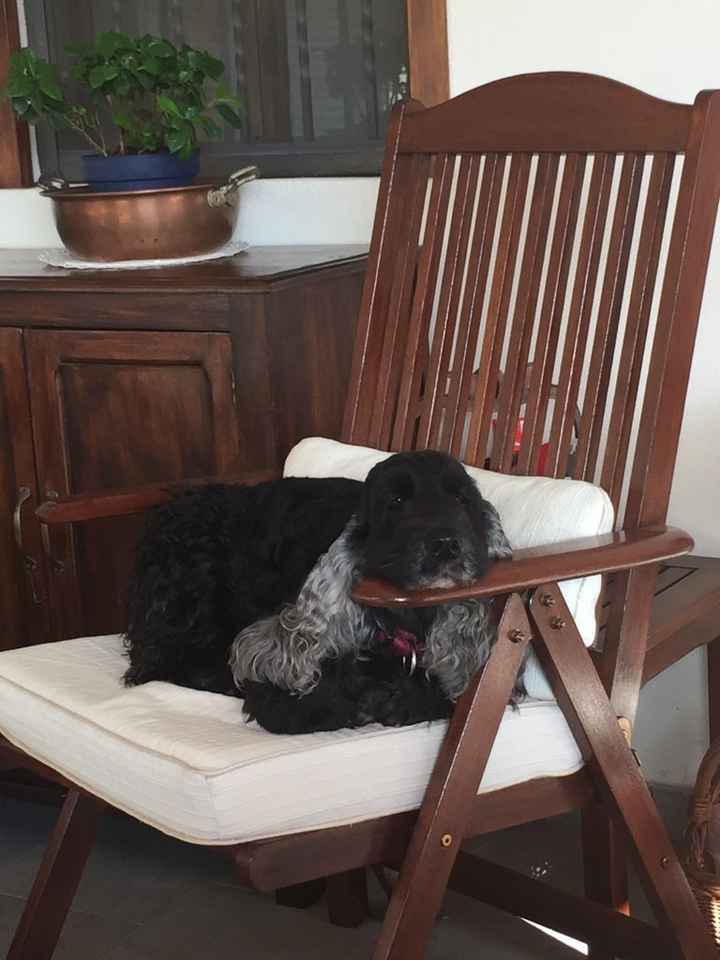 I nostri amici a 4 zampe - 1