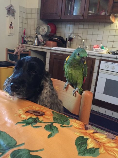 Vi presento nina! - 1