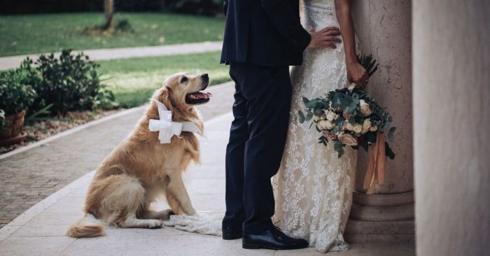 Tips per invitati a 4 zampe🐶 1