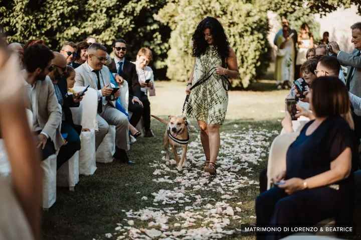 Wedding dog sitter: follow or unfollow? - 1