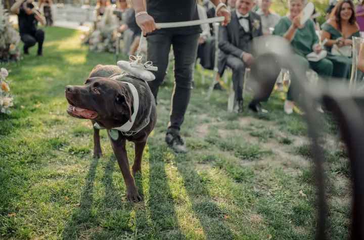 Pet sitter a nozze: cosa ne pensi? - 1