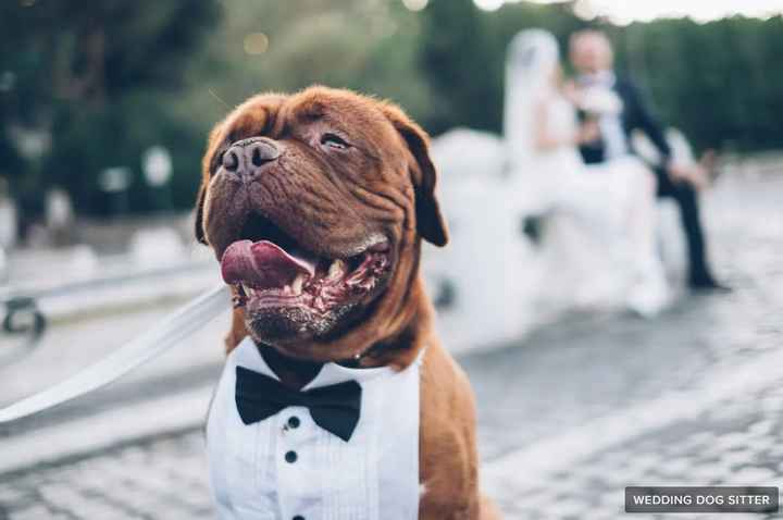 E se il tuo animale fosse il tuo testimone di nozze? - 1