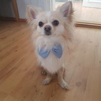 Il mio amico a 4 zampe ha ritirato il suo abito - 1