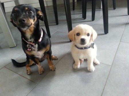 Oggi vi presento i nostri "mimmi" :) - 1