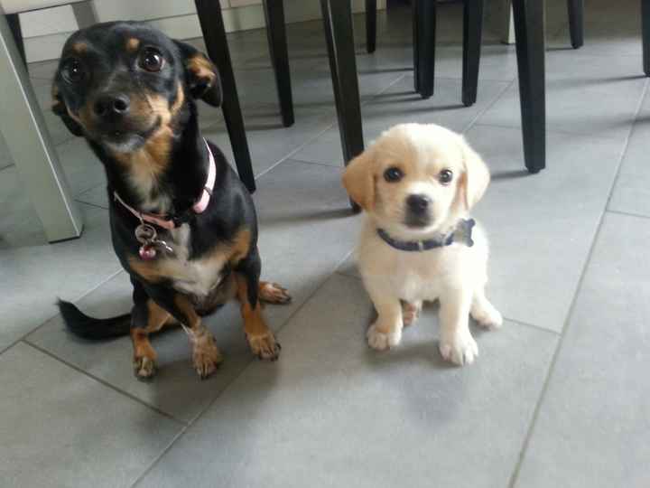 Le foto dei vostri animali - 1