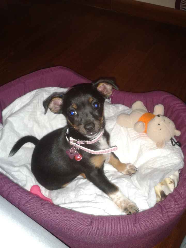 Le foto dei vostri animali - 2