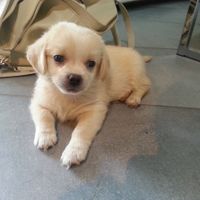 Le foto dei vostri animali - 3